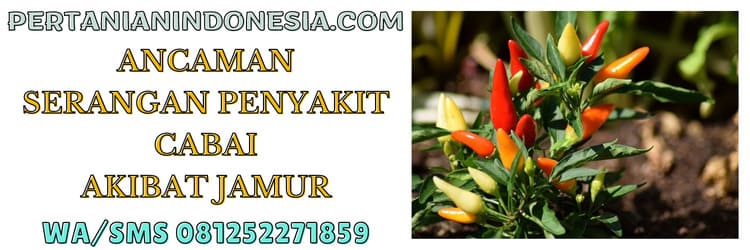 ancaman,penyakit,cabai,jamur,cendawan
